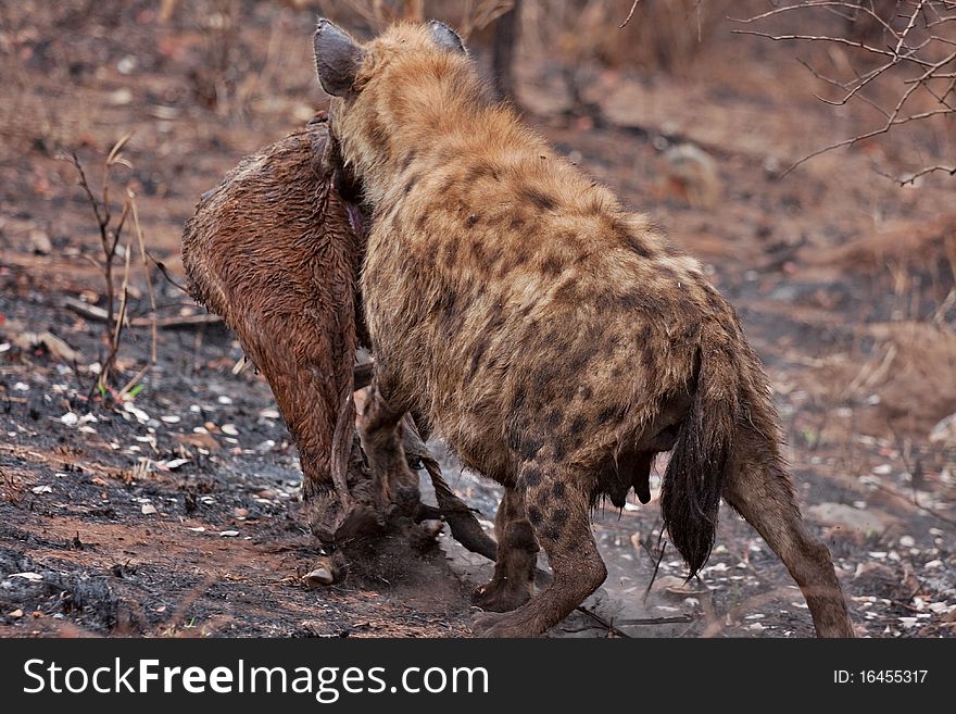 Spotted hyena carrying carcass of hunted buck prey  in Kruger National Park, South Africa. Spotted hyena carrying carcass of hunted buck prey  in Kruger National Park, South Africa