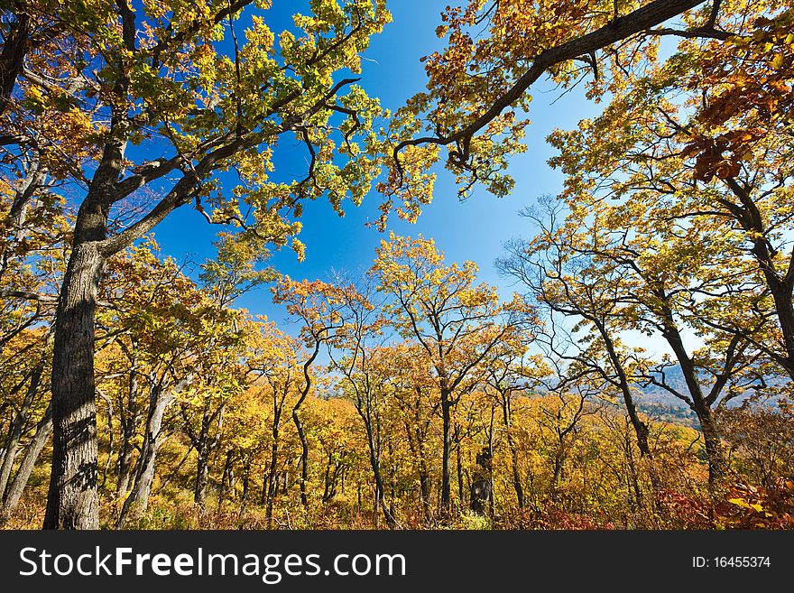 Trees Stretch Into