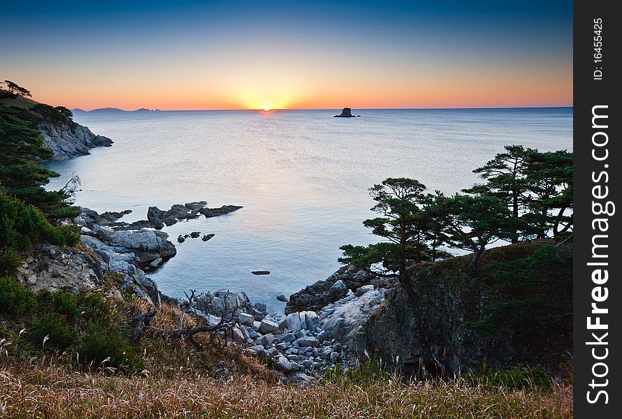 Pine grave. Cedar on the shores of the sea. Pine grave. Cedar on the shores of the sea.