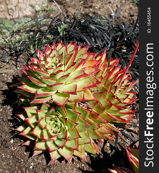 Red and green cactus in garden. Red and green cactus in garden