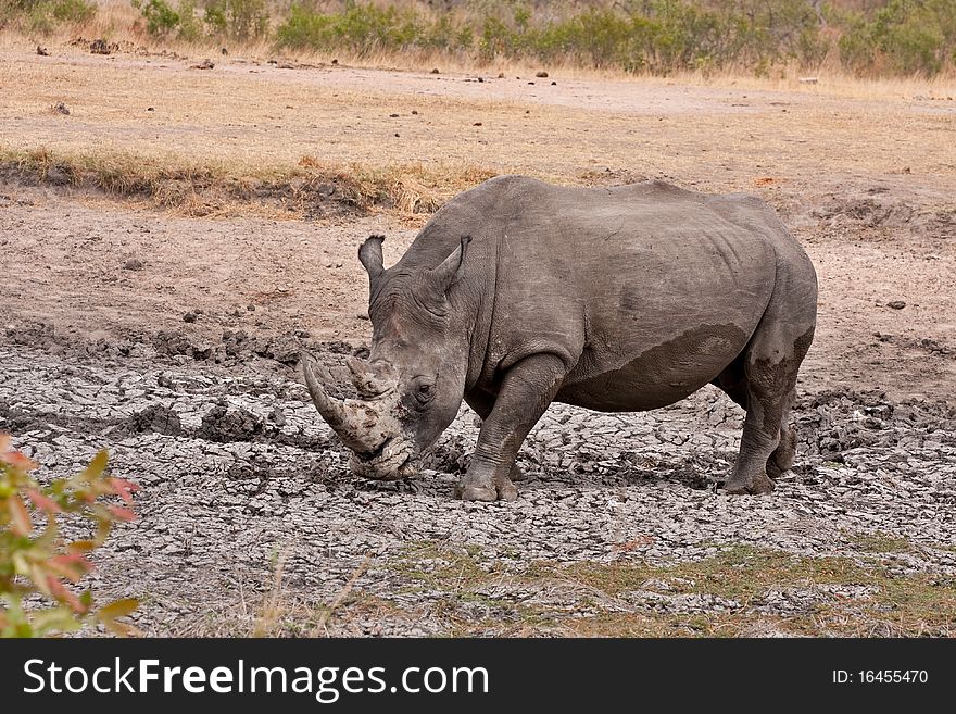 Single white rhinoceros enjoying a mud bath in the Kruger National Park, South Africa during the dry season. Single white rhinoceros enjoying a mud bath in the Kruger National Park, South Africa during the dry season