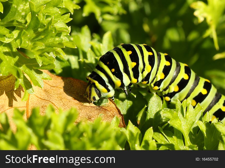 Swallowtail caterpillar eating a leaf on a sunny day