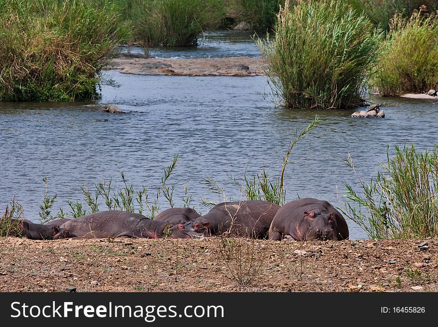 Hippopotamus In River