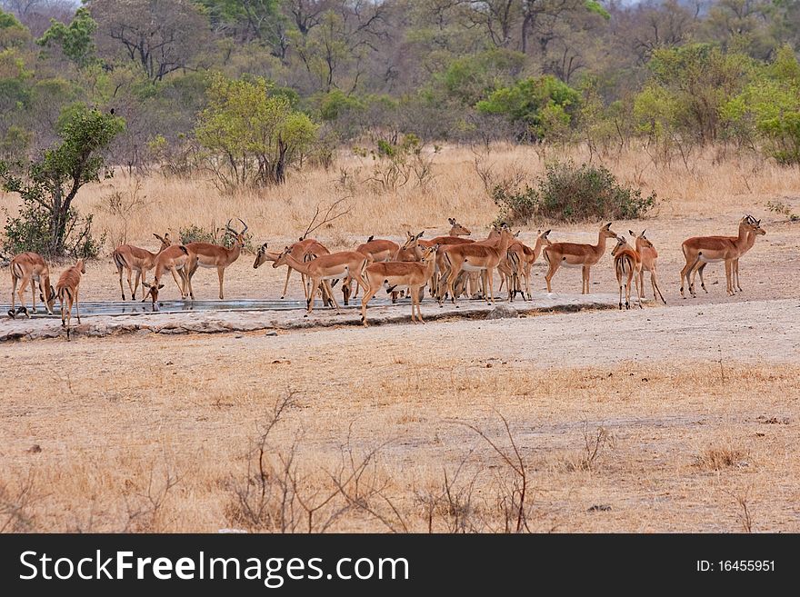 Impala in Kruger National Park, South Africa. Impala in Kruger National Park, South Africa