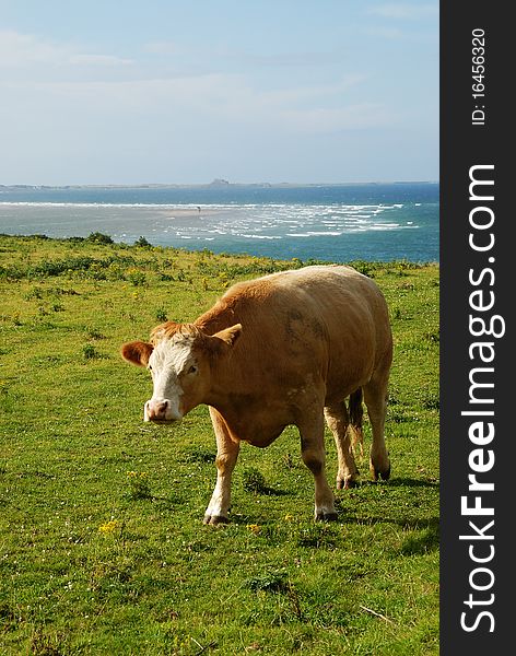 A Walking Cow by the Sea