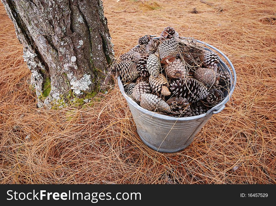 A bucket filled with pine cones