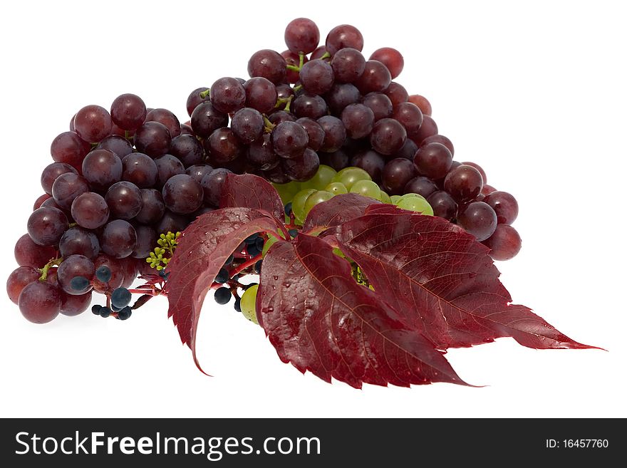 Grape, sweet fresh fruit in autumn against white background