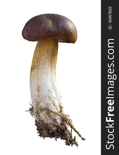 Edible mushrooms, Xerocomus badius, isolated on white background