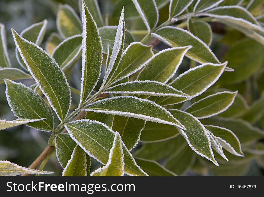 Green leaves are covered with morning frost. Green leaves are covered with morning frost