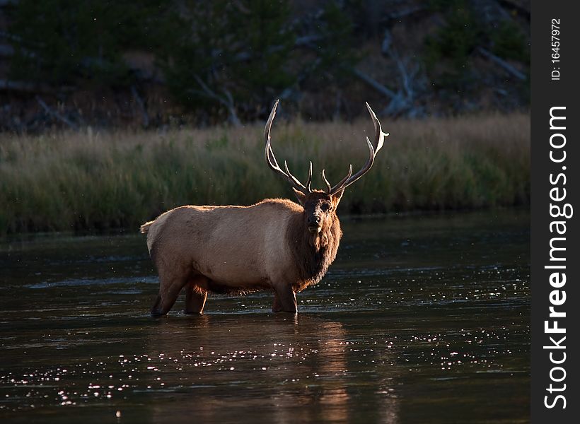 Elk during the fall season