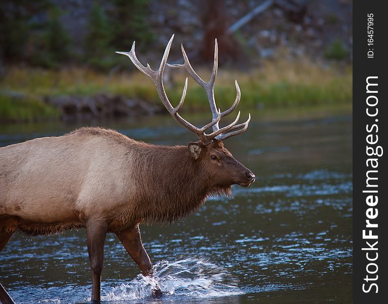 Elk during the fall season