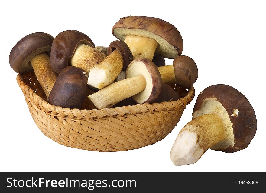 Edible mushrooms, Xerocomus badius, isolated on white background