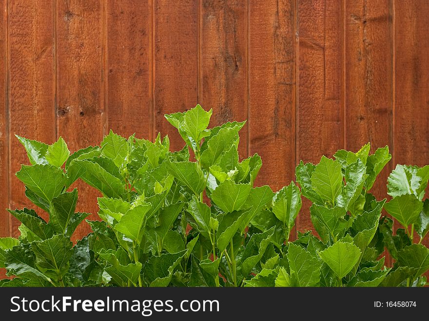 Large Plant Leaves with Red Wood Fence Background. Large Plant Leaves with Red Wood Fence Background