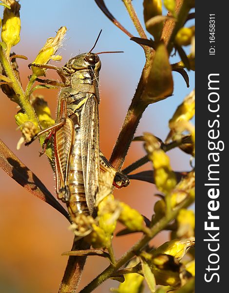 Differential grasshopper eating on an autumn branch