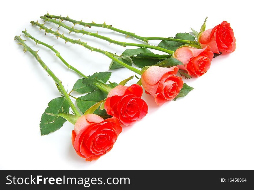 Red rose isolated on a white background