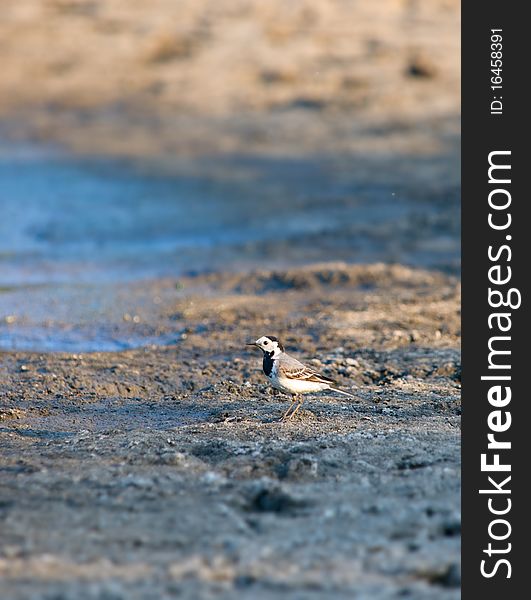 Wagtail bird walking on the beach shallow dof