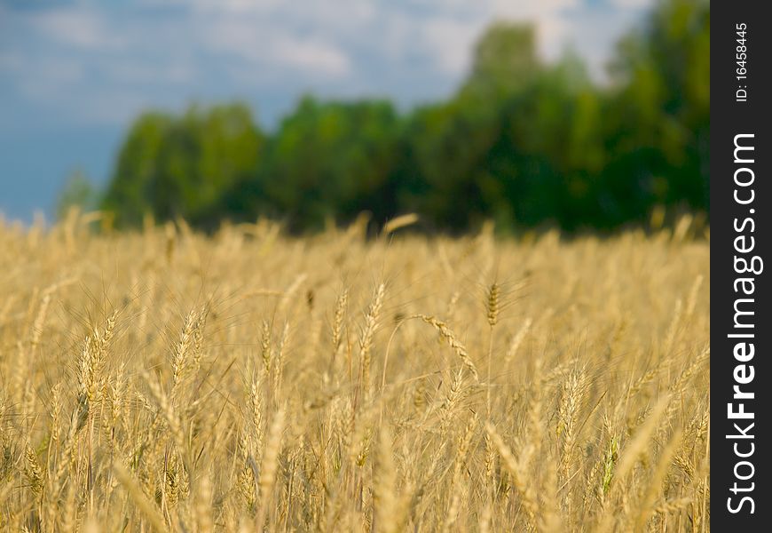 Wheat field closeup over green trees and sky landscape shallow dof. Wheat field closeup over green trees and sky landscape shallow dof