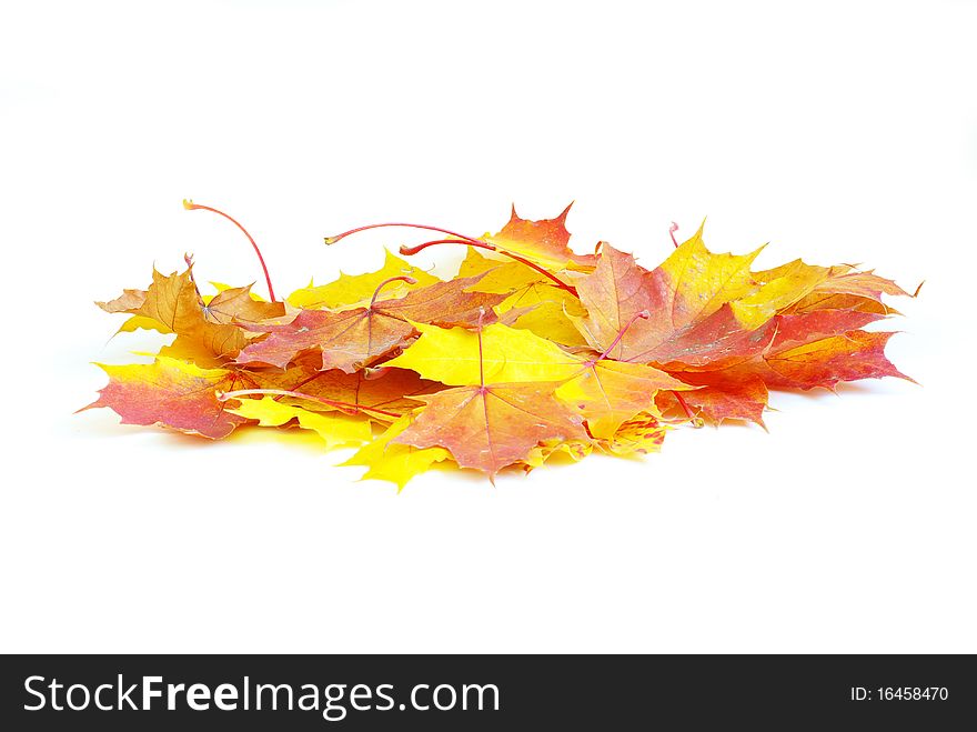 Autumn maple leaves isolated on a white