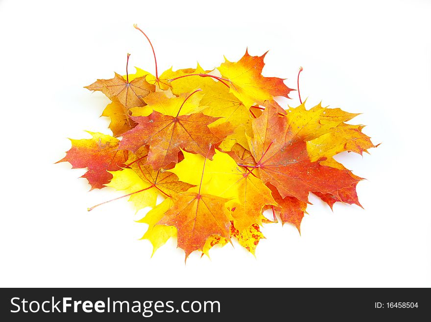 Autumn maple leaves isolated on a white. Autumn maple leaves isolated on a white