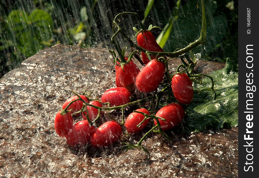 Bunch of red Little tomatoes