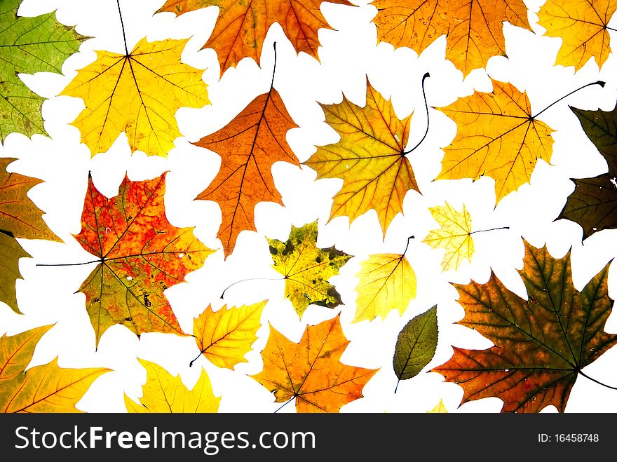 Many autumn leaves background isolated