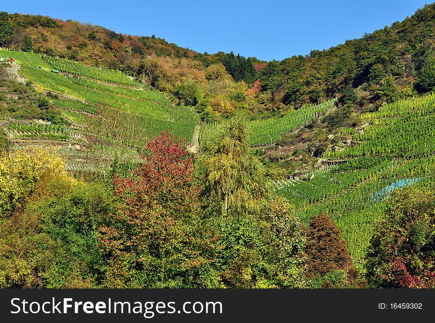 Autumn excursion in colorful vineyard landscape. Autumn excursion in colorful vineyard landscape