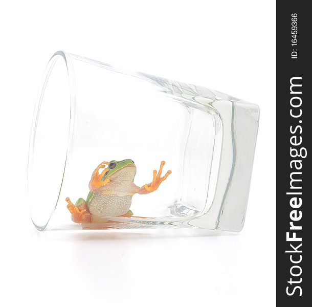 Green frog on a wineglass. Green frog on a wineglass.