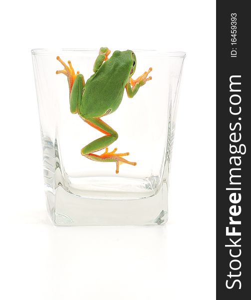 Frog In Glassful