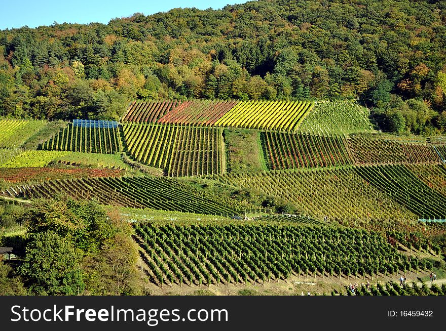 Autumn excursion in colourful fall vineyard landscape in western Germany. Autumn excursion in colourful fall vineyard landscape in western Germany