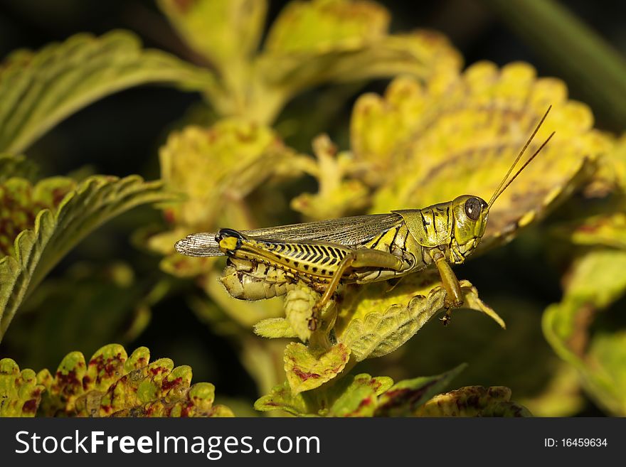 Differential grasshopper resting on autumn leaves