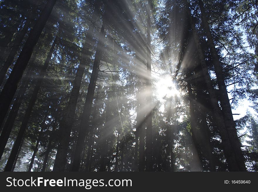 Dark forest with sun and sun beam. Dark forest with sun and sun beam