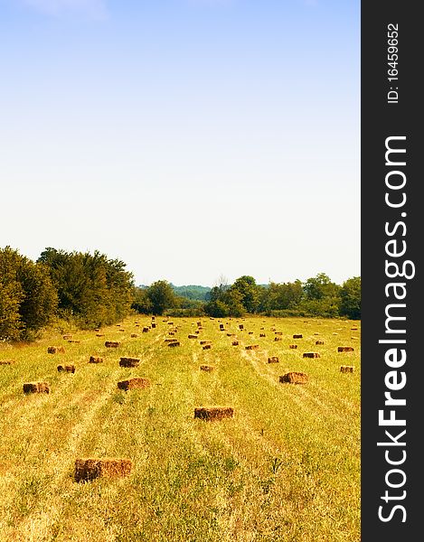 Golden bale in farm field of corn