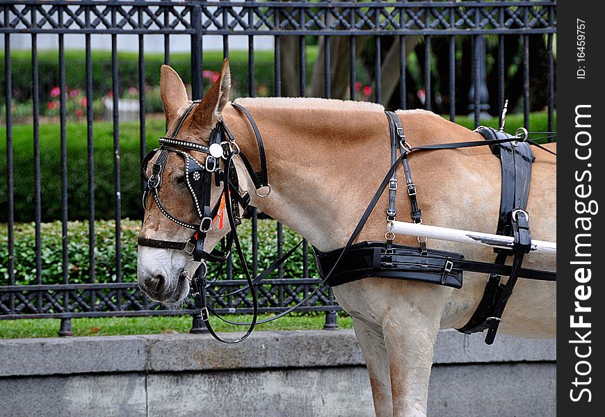 Closeup Of A Carriage Mule In The French Quarter Of New Orleans