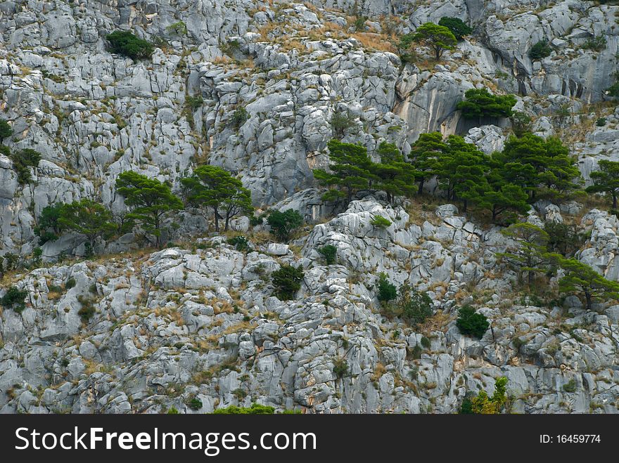 Pine trees growing on steep cliff. Pine trees growing on steep cliff