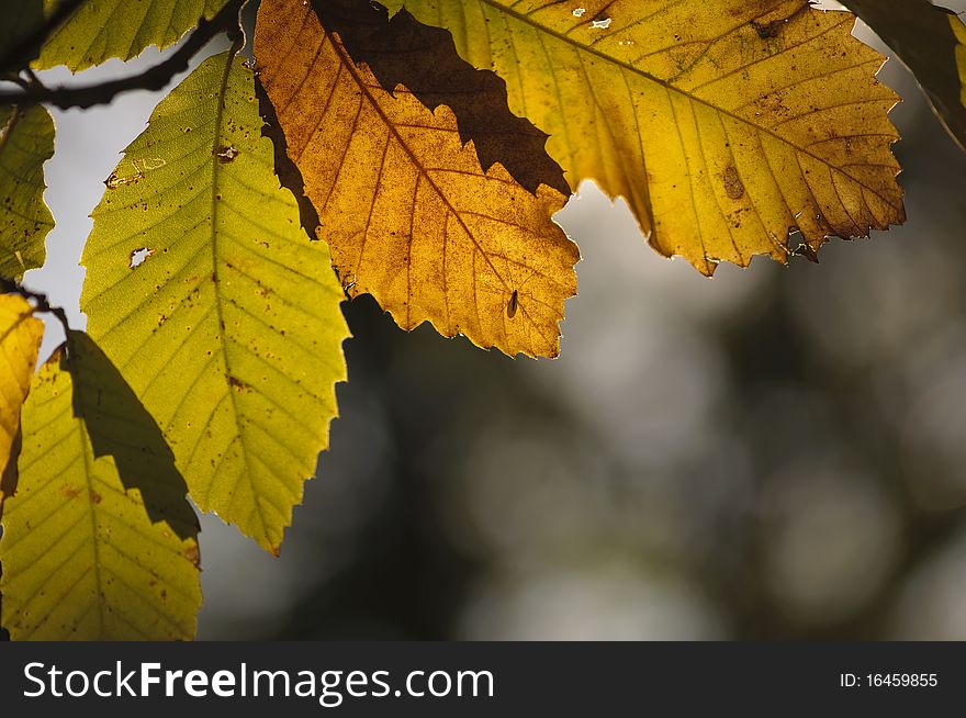 Chestnut leaves in autumn light