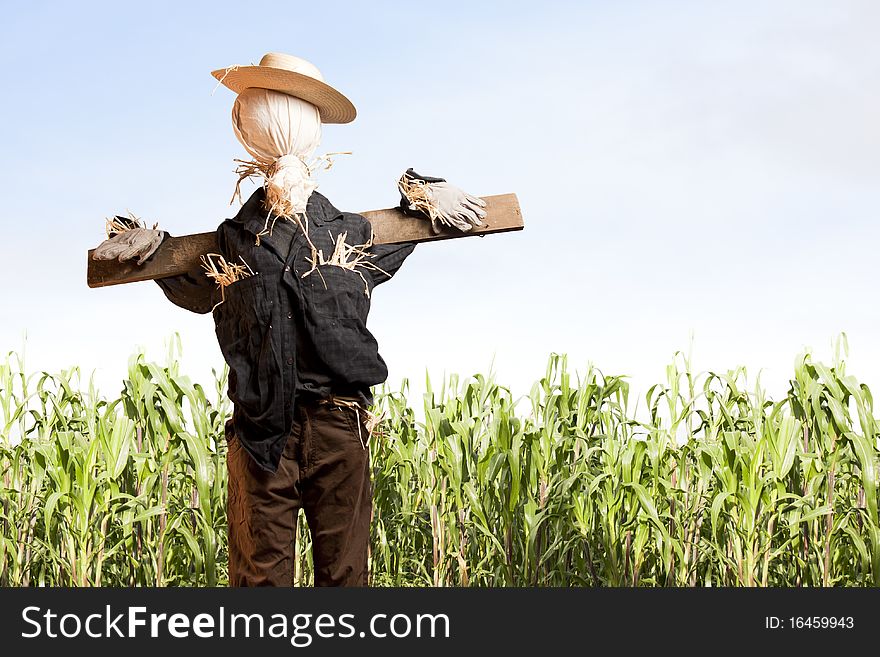 Photo of scarecrow in corn field on a sunny day
