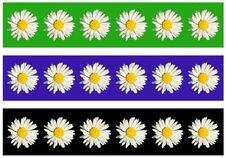 White Daisy Stock Image