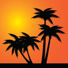 Palms Stock Photo Palms Stock Photo