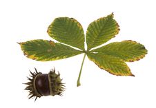 Chestnut Royalty Free Stock Images Chestnut Royalty Free Stock Images