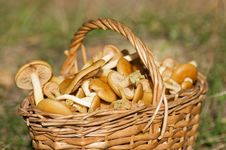 Basket With Mushrooms In Forest Royalty Free Stock Images Basket With Mushrooms In Forest Royalty Free Stock Images