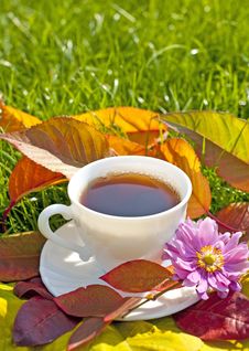 Cup Of Tea In The Garden Royalty Free Stock Photo Cup Of Tea In The Garden Royalty Free Stock Photo