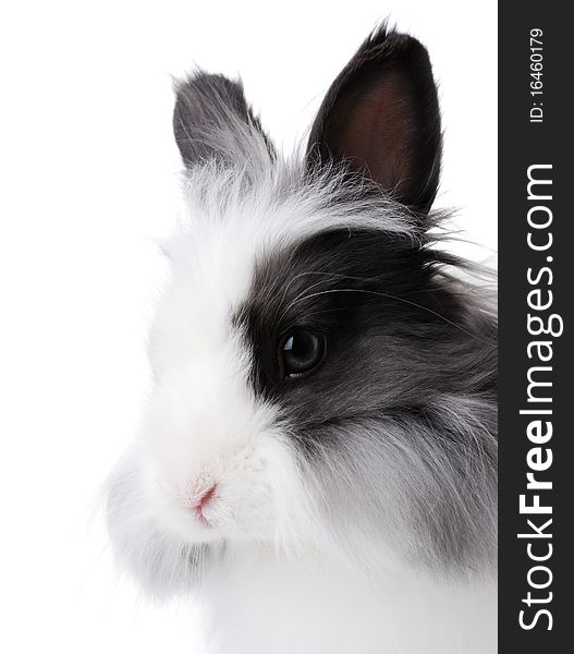 Head of white and black rabbit looking at the camera. Isolated over white. Head of white and black rabbit looking at the camera. Isolated over white.