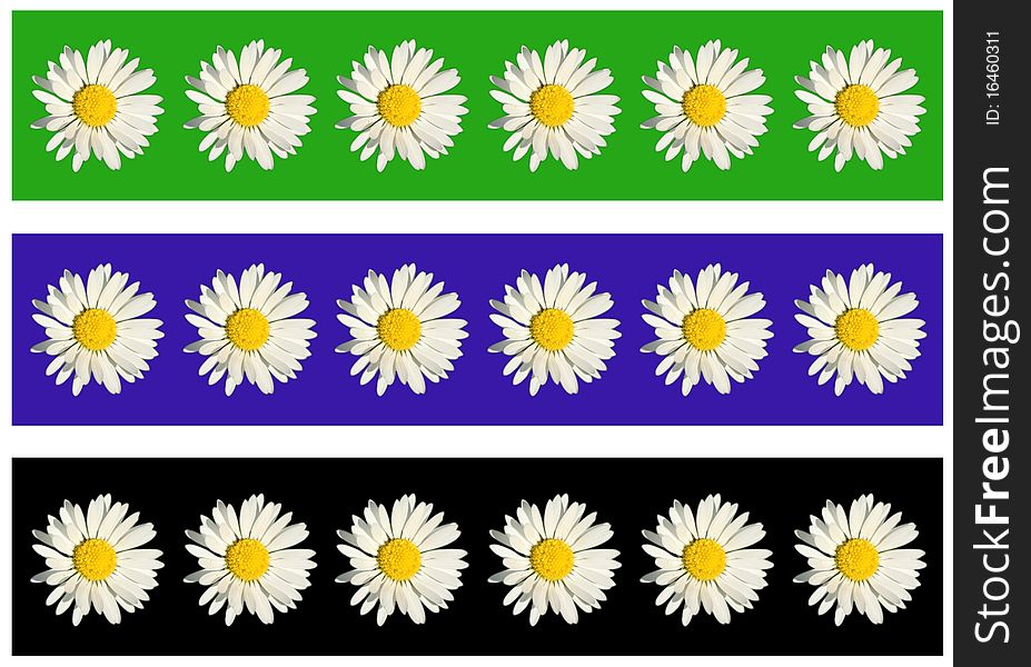 Wild white daisy background concept