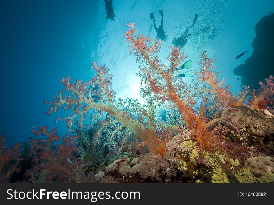 Fish,divers and ocean taken in the Red Sea.