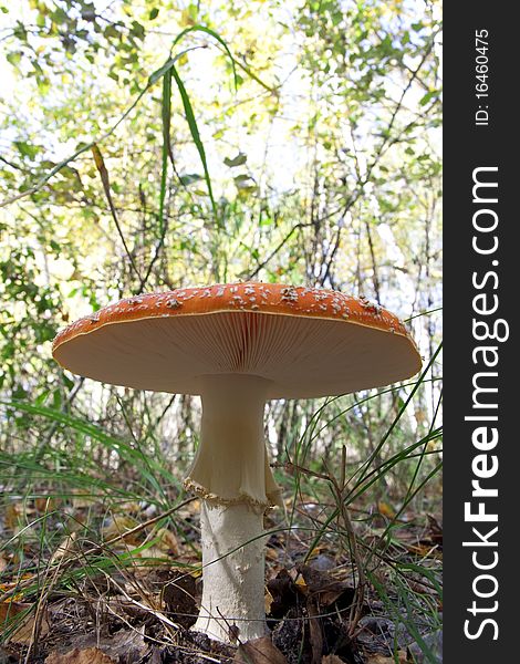 Amanita mushroom in the autumn forest. Amanita mushroom in the autumn forest.