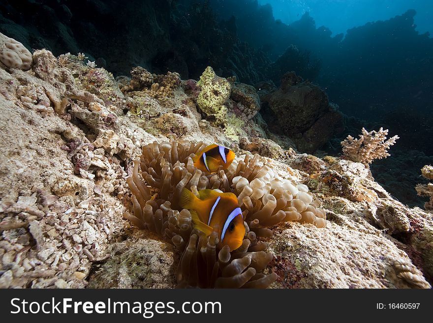 Anemonefish and ocean taken in the Red Sea.