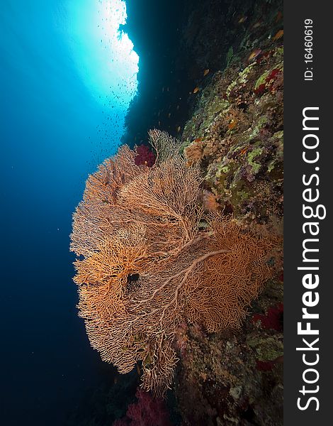 Seafan and ocean taken in the Red Sea.