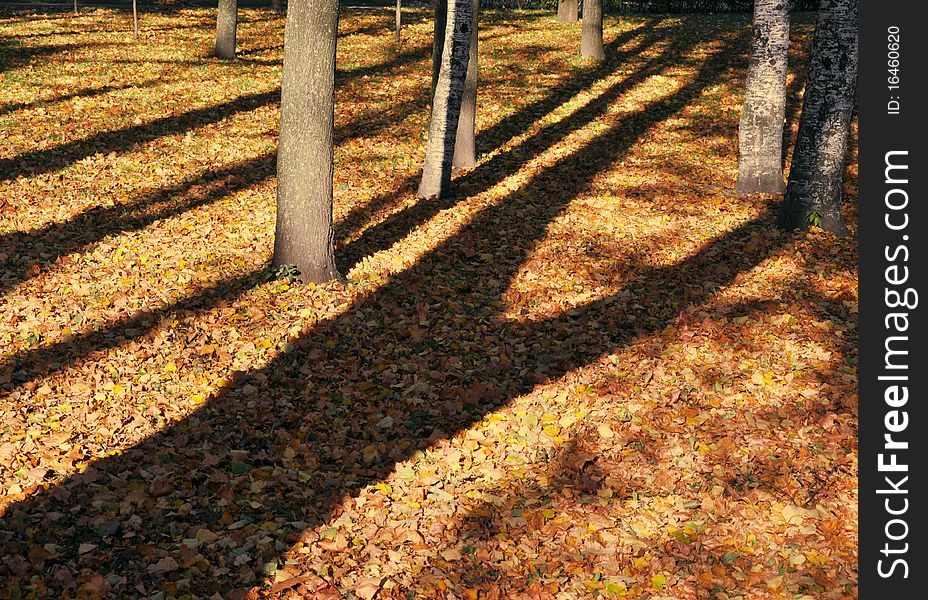 Tall tree casts a shadow over fallen leaves. Tall tree casts a shadow over fallen leaves.