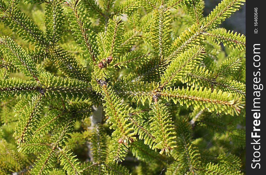 Particularly the leaves of a fir tree. Particularly the leaves of a fir tree