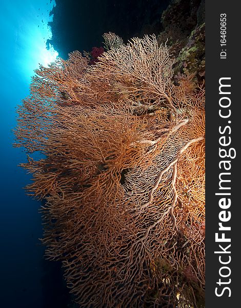 Seafan and ocean taken in the Red Sea.